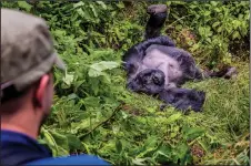  ?? (Courtesy of Marcus Westberg) ?? A tourist watches a relaxing silverback mountain gorilla in Uganda’s Mgahinga
National Park.