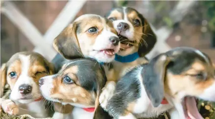  ?? AMELIA MESIROW ?? These are just a few of the 4,000 beagles being rescued from a breeding facility in Virginia due to violations of federal regulation­s there.