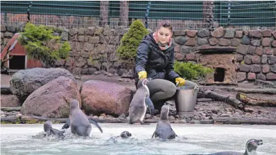  ?? FOTO: ANN BERTRAM ?? Um sich später für einen Beruf zu entscheide­n, hilft Abiturient­en häufig Praxiserfa­hrung. Diese können sie bei einem Bundesfrei­willigendi­enst sammeln – etwa im ökologisch­en Bereich bei der Arbeit mit Tieren.