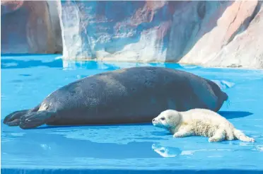  ??  ?? The baby seal basks in the sun alongside its mother at Pudong’s Shanghai Haichang Ocean Park yesterday. The mother is now breast-feeding the healthy baby. — Ti Gong