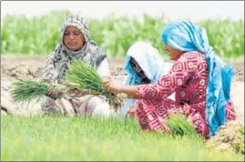  ?? SANJEEV KUMAR/HT ?? Women working in a paddy field at Phus Mandi village in Bathinda.