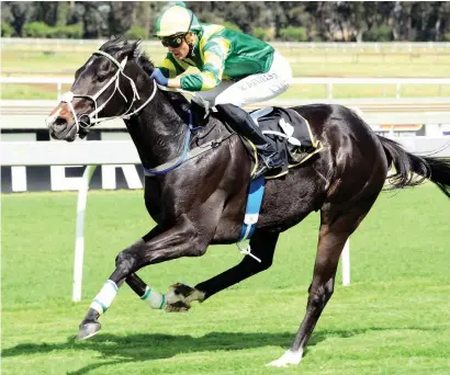  ?? Picture: JC Photograph­ics ?? SPRINT FAVOURITE. Pinnacle Peak has been priced up as the 4-1 favourite to win the Grade 2 Goldrush Derby Run Merchants over 1160m at Turffontei­n on Saturday.