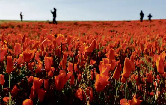  ?? MARIO TAMA/GETTY IMAGES] ?? People took photos Friday in a field with blooming poppy flowers near the Antelope Valley California Poppy Reserve.