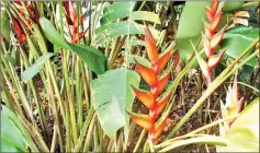 ??  ?? Once establishe­d, heliconia will not be easy to get rid of.