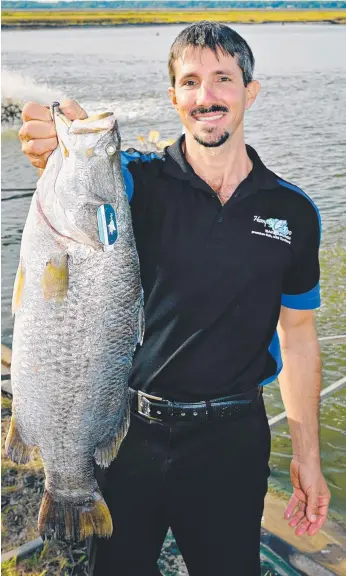  ?? Picture: MICHAEL FRANCHI ?? Dan Richards, the owner of Humpty Doo Barramundi, with a farmed barra after funding from the Northern Australia Infrastruc­ture Facility (NAIF) was announced for the farm.