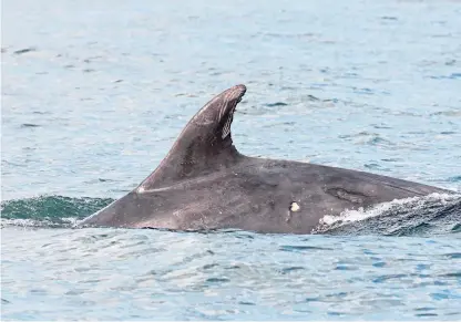  ??  ?? Making his mark – Singers the dolphin with the distinctiv­e scarring on his fin that identifies him.