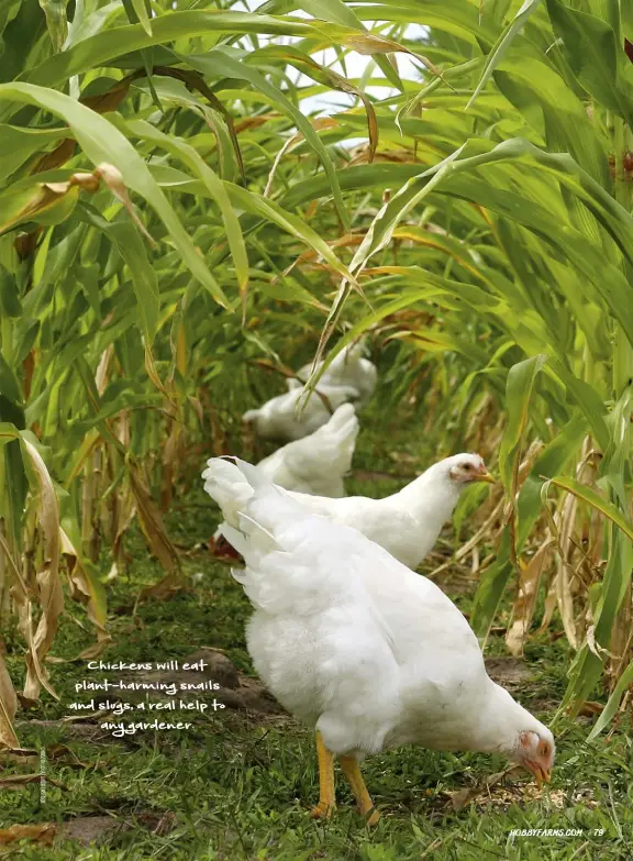  ??  ?? Chickens will eat plant-harming snails and slugs, a real help to any gardener.