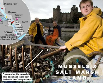  ??  ?? For centuries, the mussels have been hand-raked from the bed of the Conwy estuary