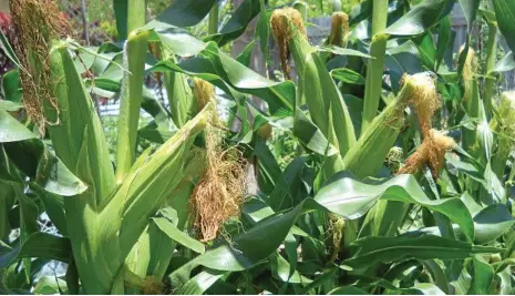  ?? PHOTO: REN LANZON ?? DRY SPELL: Rain provides a better season for winter crops, so hope abounds for May to provide the goods.