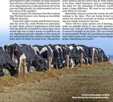  ??  ?? Cattle eating silage on Hook Head during the recent good weather.