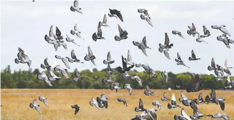  ?? — FABRIZIO BENSCH/REUTERS ?? Pigeons are celebrated for their skill at finding their way home but they face many hazards along the way during racing events, raising concerns by groups like PETA.