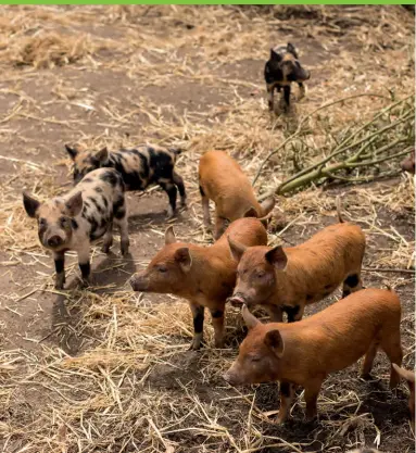  ??  ?? LEFT Sandveld reds are the main breeding pigs. They have superior quality meat. The males are Iberian cross wild boar. BELOW Making apple cider vinegar; cutting the wild honeycomb.