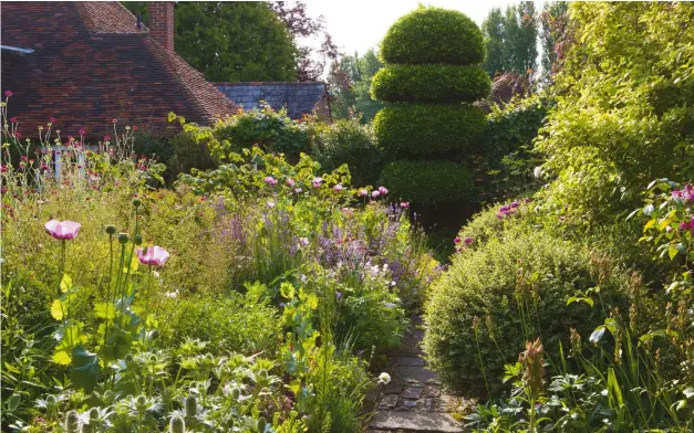  ??  ?? Above: Tessa has an artistic eye and love of flowers. Many plants, including poppies, salvias, Eryngium giganteum
and Knautia macedonica,
spread out over the narrow paths, in a joyous medley of annuals and perennials