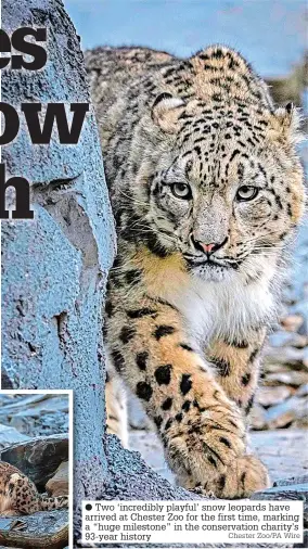  ?? Chester Zoo/PA Wire ?? ● Two ‘incredibly playful’ snow leopards have arrived at Chester Zoo for the first time, marking a “huge milestone” in the conservati­on charity’s 93-year history