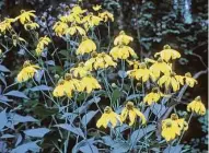  ?? Brenda Beust Smith ?? The native cutleaf coneflower, or Rudbeckia laciniata, features 5-foot-plus stalks with dense yellow blooms.
