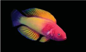  ?? 2022. Photograph: Yi-Kai Tea ?? The rose-veiled fairy wrasse was discovered in the Maldives and named by scientists in