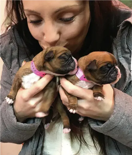  ??  ?? Puppy love: Laura Jacques with the baby boxers, Chance and Shadow, cloned from her beloved pet Dylan