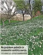  ?? FOTOGRAFIJ­E: LUDVIK KRAMBERGER ?? Na grajskem pobočju je znamenito rastišče narcis.