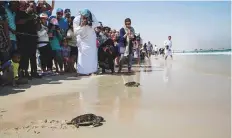  ?? Courtesy: Emirates Marine Environmen­tal Group/Gulf News archives ?? Critically endangered hawksbills turtles being released into their natural habitat near the Jebel Ali Marine Sanctuary.