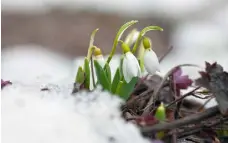  ??  ?? GREEN SHOOTS: Snowdrops peek through snow and ice