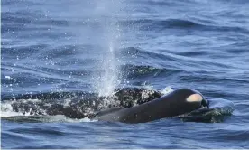  ?? Photograph: David Ellifrit/AP ?? A baby orca whale being pushed by her mother after being born on 24 July. The new orca diedsoon after.