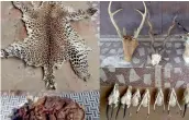  ?? — PTI ?? Animal skins and skulls which were recovered along with ivory and 40 guns at retired colonel Devendra Kumar Bishnois house in Meerut on Sunday.