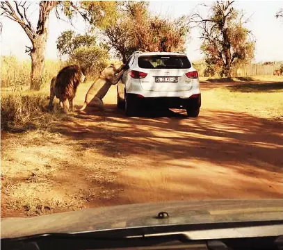  ?? Picture: FEATUREWOR­LD ?? This extraordin­ary photograph captures the moment a lioness peered into the open window of American tourist Katherine Chappell’s car. Only seconds later, the animal attacked the 29-year-old, mauling her to death. The picture was taken by engineer Ben...