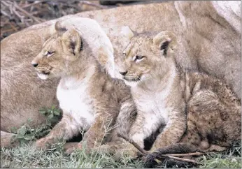  ?? PICTURE: COLIN BELL ?? Cubs rest next to their mother. A recently compiled report says it’s time to dismantle lion trade.