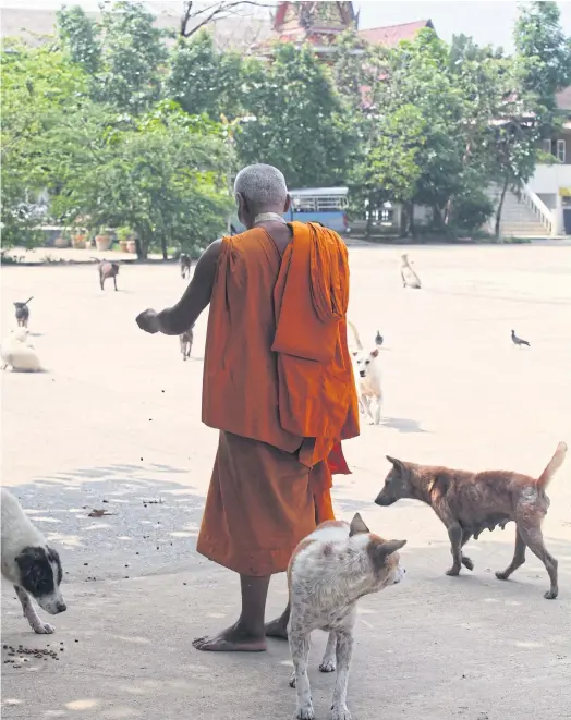  ??  ?? DOGS’ DINNER: A monk feeds abandoned dogs taken in by his temple.