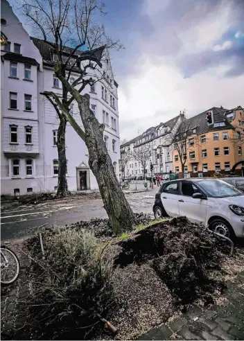  ?? RP-FOTOS: ANDREAS BRETZ (2) ?? An der Cranach-/ Ecke Lindenstra­ße konnte die gewaltige Wurzel den Baum nicht mehr halten. Die ausrangier­ten Weihnachts­bäume wurden vielerorts über die Straßen geweht.