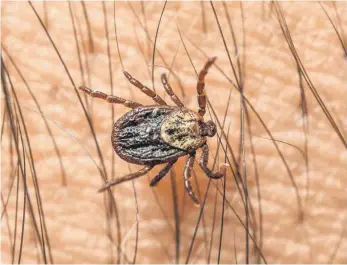  ?? FOTO: DPA ?? Die meisten Erkrankung­en durch Zeckenbiss­e treten im Südwesten auf.