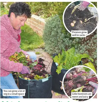  ??  ?? You can grow a lot of veg in a small space Potatoes grow well in sacks Little beetroots are sweet and juicy