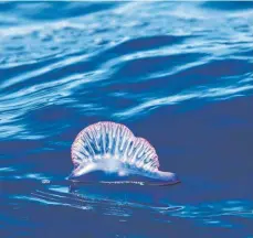  ?? FOTO: IMAGO ?? Immerhin: Die Portugiesi­sche Galeere ist im Wasser relativ gut zu sehen, weil ihre Gasblase aus dem Wasser herausragt.