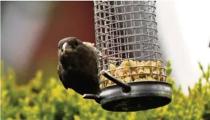  ??  ?? A sparrow on a garden feeder