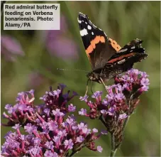  ?? ?? Red admiral butterfly feeding on Verbena bonariensi­s. Photo: Alamy/PA