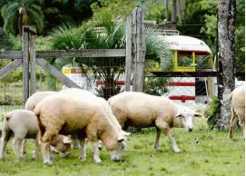  ??  ?? Ovelhas em propriedad­e na zona rural de Gramado (RS); abaixo, avenida Borges de Medeiros decorada para evento Natal Luz em 2018