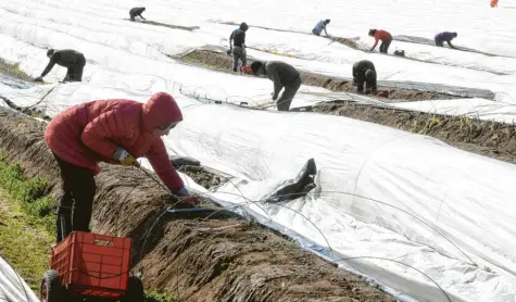  ?? Foto: Ulrich Wagner (Archivbild) ?? Unzählige Saisonarbe­iter ernten auf den Feldern im Wittelsbac­her Land gerade Spargel. Drei Mitarbeite­r haben sich bislang auf unterschie­dlichen Höfen mit Corona ange‰ steckt.