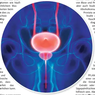  ?? ?? Blase und Prostata liegen eng nebeneinan­der und sind wichtige Elemente im männlichen Organismus