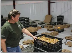  ?? (Arkansas Democrat-Gazette/Cristina LaRue) ?? Scharidi Barber, Cooperativ­e Extension youth poultry educator, checks Tuesday on some of the 25,000 Lowmann Brown chicks to be raised by the state’s 4-H students and Future Farmers of America programs.