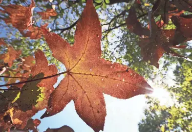  ?? RONDONE/THE COMMERCIAL APPEAL JOE ?? Some leaves are starting to change color, a sign of autumn on the trees at Overton Park on Wednesday.