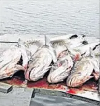  ?? SALTWIRE NETWORK FILE PHOTO ?? Dates for this year’s recreation­al fishery have yet to be announced by the Department of Fisheries and Oceans.