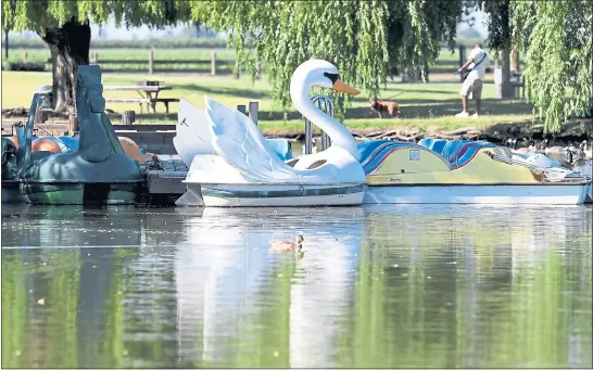  ?? DOUG DURAN — STAFF PHOTOGRAPH­ER ?? Rent a paddleboat and you can swan around the 10-acre lake in Stockton’s Oak Grove Regional Park in grand style.