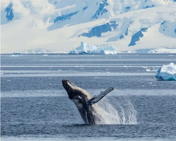  ??  ?? Splashdown
A humpback breaches off the Antarctic Peninsula