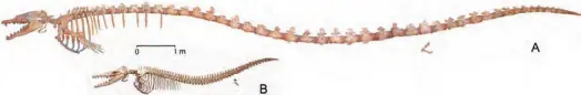  ??  ?? Skeletons of Basilosaur­us isis (A) and Dorudon atrox (B)