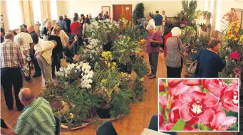  ?? Photos: Supplied ?? The Orchid Society of the Southern Cape is inviting lovers of these iconic flowers to its show in George from 13 to 15 September. INSET: The beauty of orchids continue to capture the imaginatio­n of plant lovers.