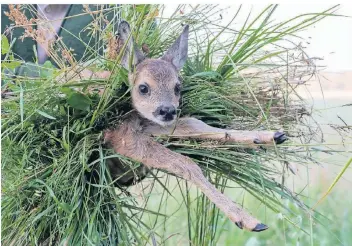  ?? FOTO: STEPHAN SCHULZ/DPA ?? Ein Rehkitz wird von einem Feld getragen. Es wurde zuvor mit einer Drohne aufgespürt.