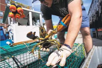  ?? Robert F. Bukaty / Associated Press ?? Eric Pray unpacks a lobster on a wharf in Portland, Maine. He is one of many fishermen and farmers who have pivoted quickly to sell to directly to consumers.