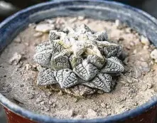  ?? Courtesy Al Barrus ?? The “living rock” cactus is a close cousin to peyote, and it’s found only in the Big Bend region of the Chihuahuan Desert.