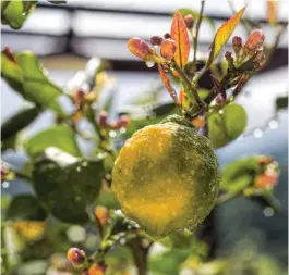  ?? ?? above my lemon loves me for giving it an earlier than usual home in the greenhouse.