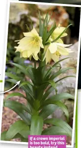  ??  ?? If a crown imperial is too bold, try this beauty instead